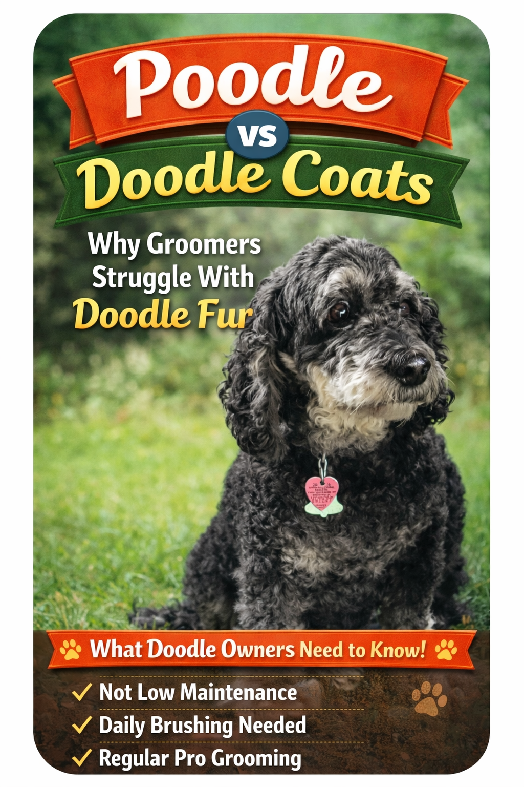 Poodle vs. Doodle Coats: Why the Difference&nbsp;Matters