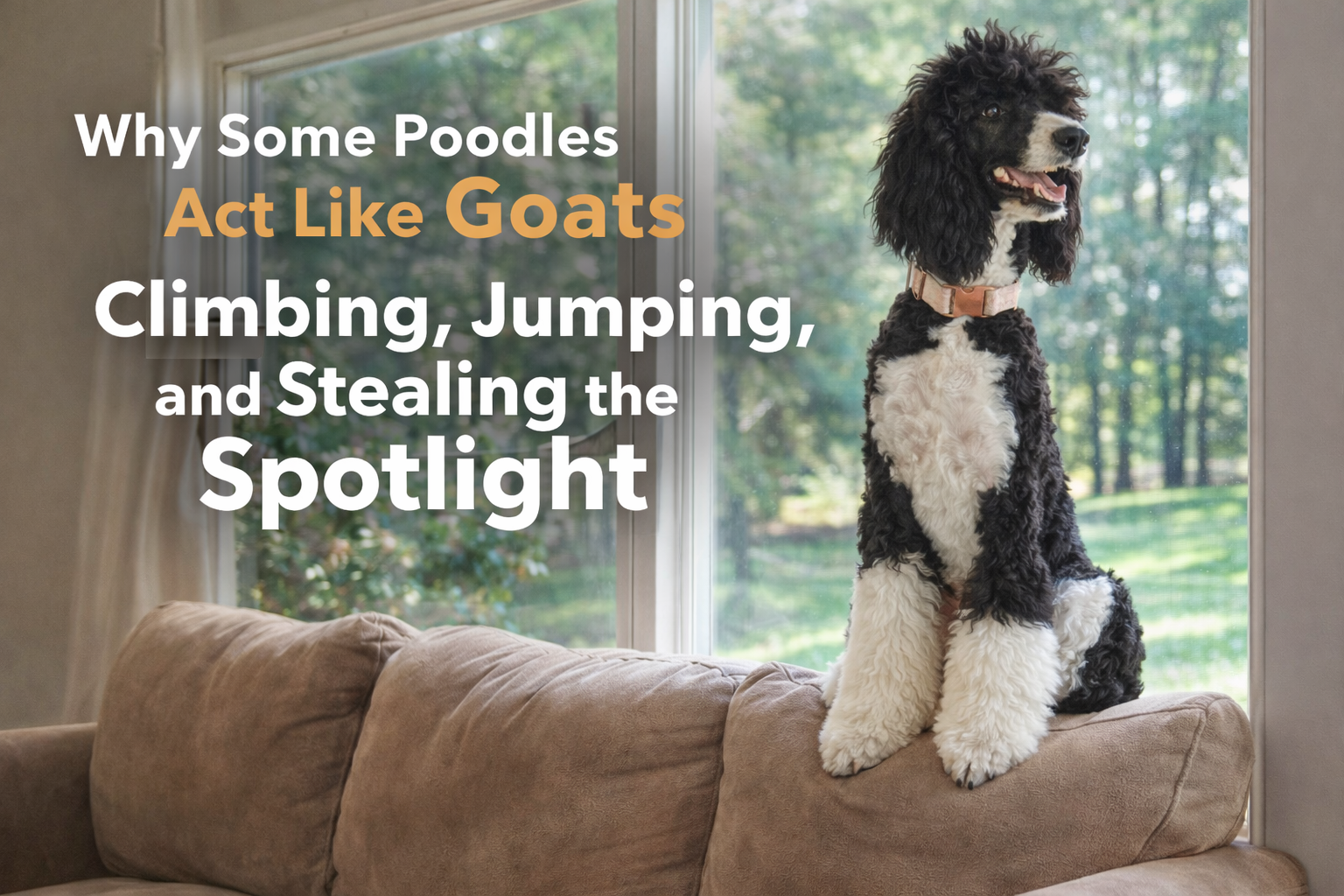Signs Your Poodle Might Identify as a Mountain Goat