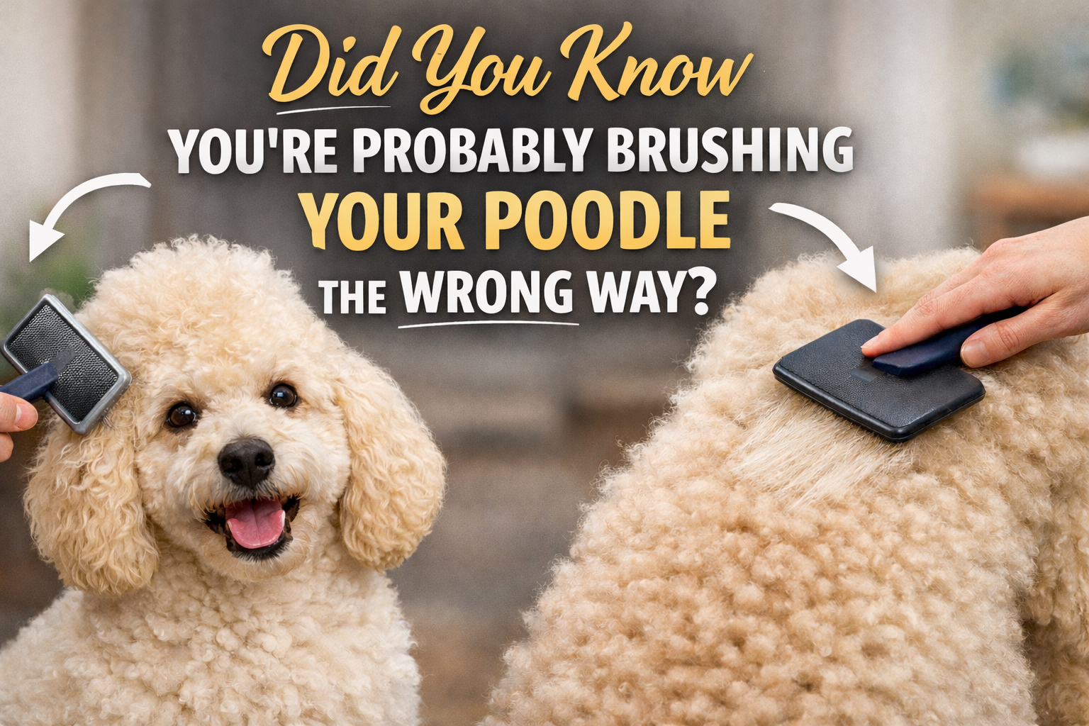 Did You Know You’re Probably Brushing Your Poodle the Wrong Way?